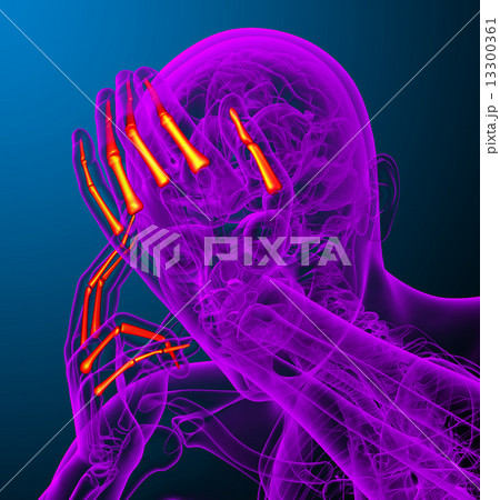 3d render illustration of the human phalanges hand 3d render illustration of the human phalanges hand 13300361