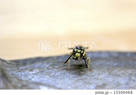 wasp on the fish wasp on the fish 13300468