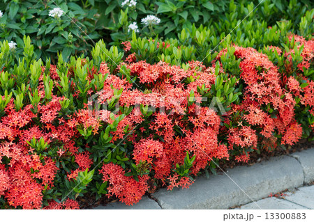 Red Ixora Coccinea Red Ixora Coccinea 13300883