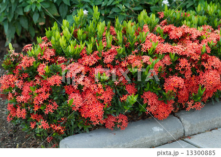 Red Ixora Coccinea 13300885