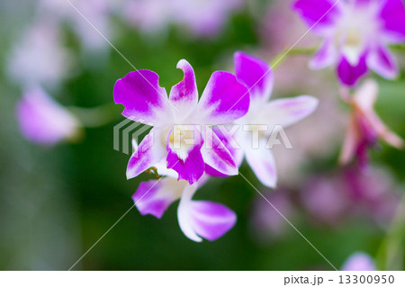 Beautiful violet orchids 13300950