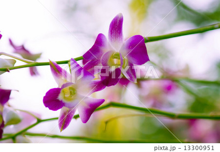 Beautiful violet orchids 13300951