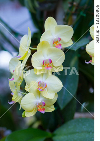 Beautiful yellow orchids Beautiful yellow orchids 13300966