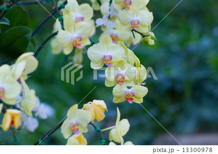 orchids in the garden orchids in the garden 13300978