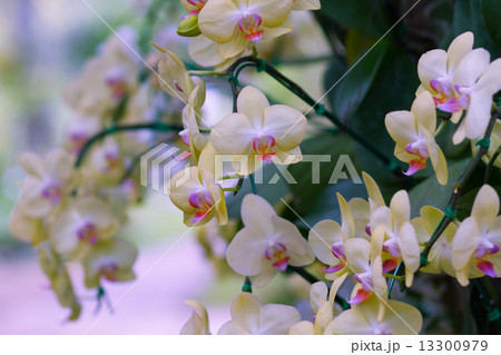 orchids in the garden 13300979