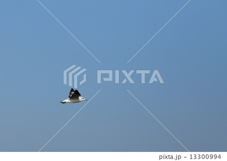 Seagull flying under the sky at Bang Pu beach 13300994