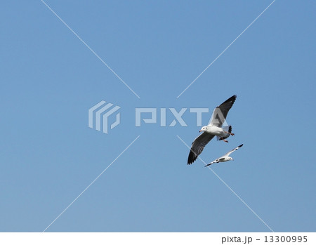Seagull flying under the sky at Bang Pu beach 13300995