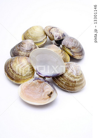 はまぐり 13301146