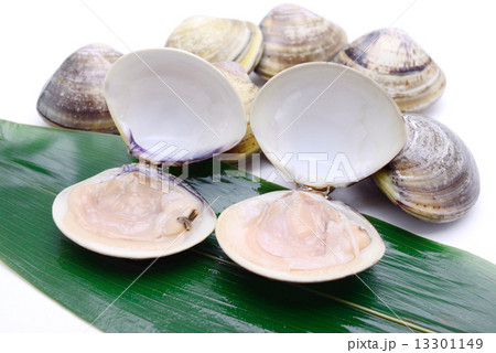 はまぐり はまぐり 13301149