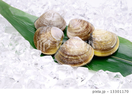 はまぐり 13301170