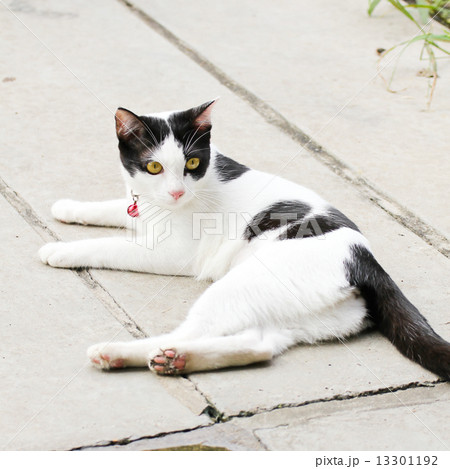 Thai Cat 13301192