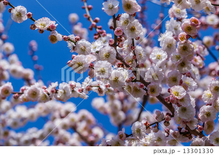梅の花 梅の花 13301330