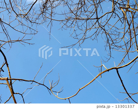 Branches of dry wood with space 13301337