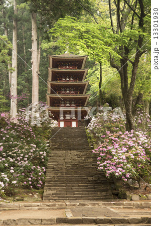 石楠花咲く室生寺 石楠花咲く室生寺 13301930