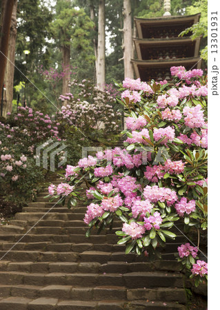 石楠花咲く室生寺 石楠花咲く室生寺 13301931