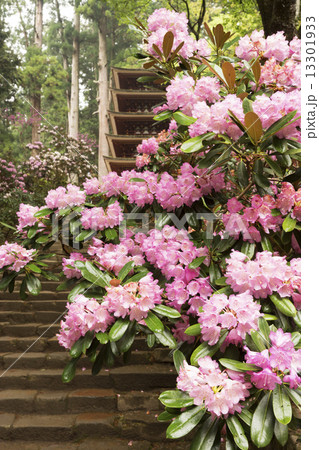 石楠花咲く室生寺 13301933