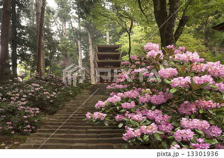 石楠花咲く室生寺 石楠花咲く室生寺 13301936