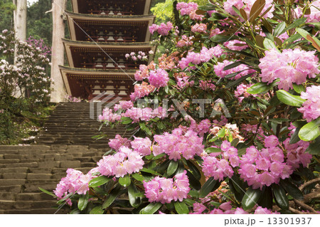 石楠花咲く室生寺 石楠花咲く室生寺 13301937
