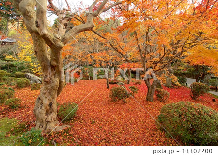 圓光寺 - 紅葉 13302200