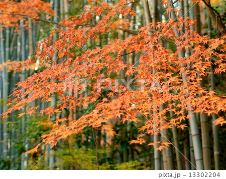 圓光寺 - 紅葉 13302204