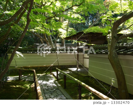 大徳寺 高桐院の新緑 13302470