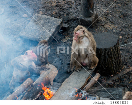焚火にあたる日本猿 13302835