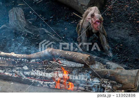 焚火にあたる日本猿 焚火にあたる日本猿 13302836