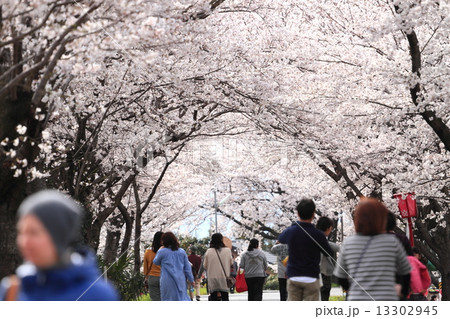 墨俣一夜城・犀川堤の桜 13302945