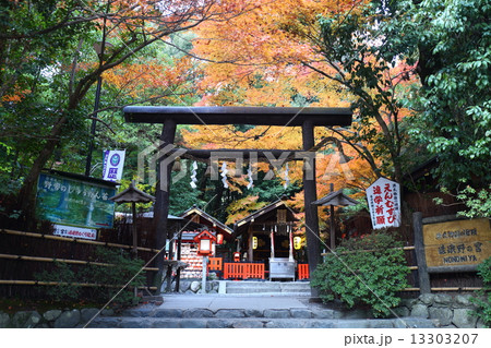 京都　秋の野宮神社 13303207