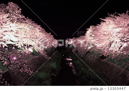 夜桜 夜桜 13303447