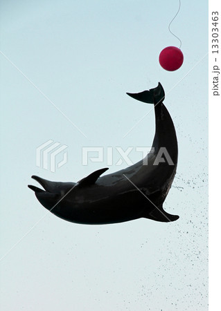 イルカショー 13303463