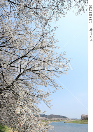 一目千本桜 13303756