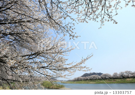 一目千本桜 13303757