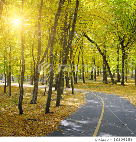 beautiful autumn park and sun beautiful autumn park and sun 13304188