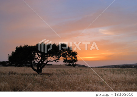 Lonely tree on a meadow Lonely tree on a meadow 13305010