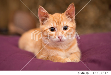 Orange kitten lie on the bed Orange kitten lie on the bed 13305217
