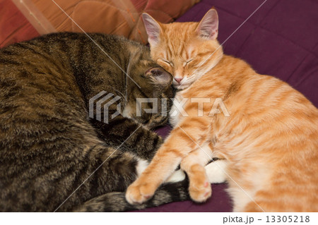 Friendship of the two cats Friendship of the two cats 13305218