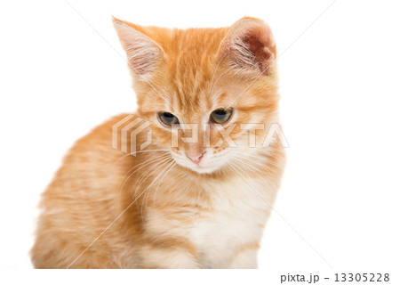Orange tabby kitten 13305228