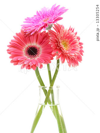 Gerbera flower bouquet isolated on white. 13305254