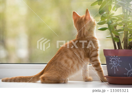 Small, orange kitten look in the window Small, orange kitten look in the window 13305321