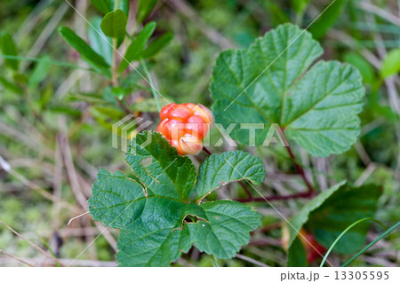 Cloudberry closeup in summer. Fresh wild fruit 13305595