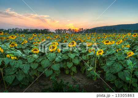sunflower field at sunset sunflower field at sunset 13305863