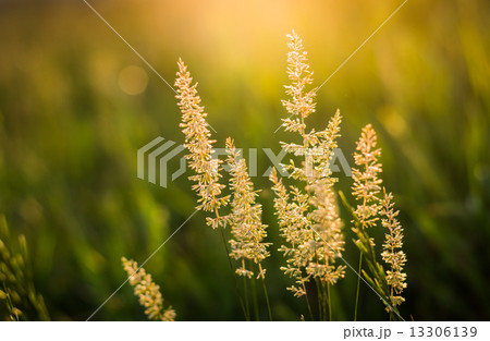 Wild Grass 13306139