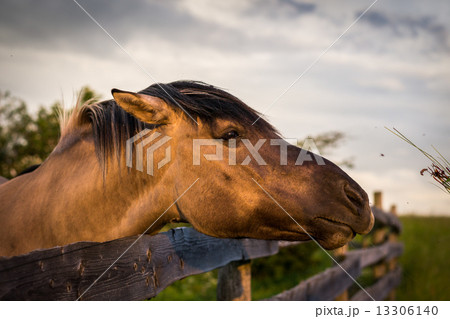 Horse behind the Fence Horse behind the Fence 13306140