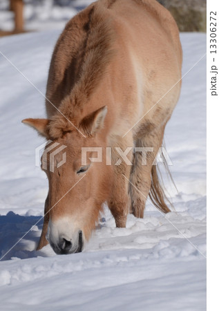 モウコノウマ 13306272