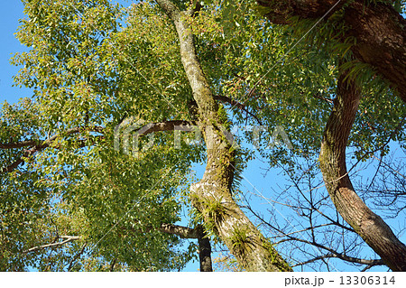 西新井散歩・西新井大師 菩提樹 西新井散歩・西新井大師 菩提樹 13306314