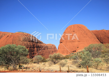 カタジュタ 13306453