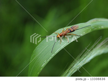 生き物　昆虫　ヒメウマノオバチ、メスには体と同じくらいの長さの産卵管があります。カミキリムシの幼虫に産卵します 13306636