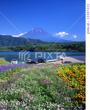 西湖と富士山 西湖と富士山 13307231