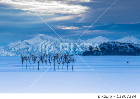 新潟県小千谷市　雪原のハサ木と越後駒ヶ岳 13307234